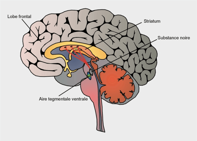 Cerveau1.png