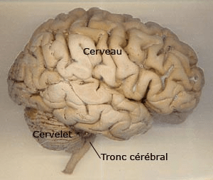 Cerveau2.png