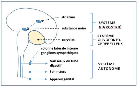 cerveau3zones.JPG