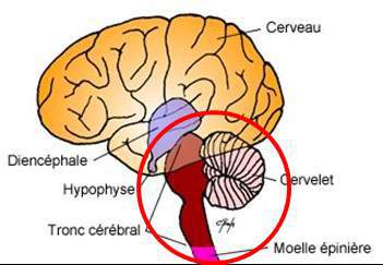 troncCerebral2.jpg