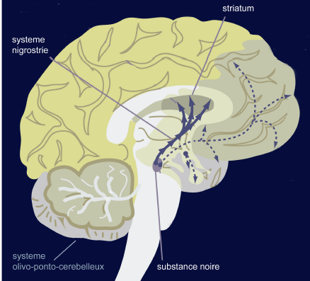 cerveau.png