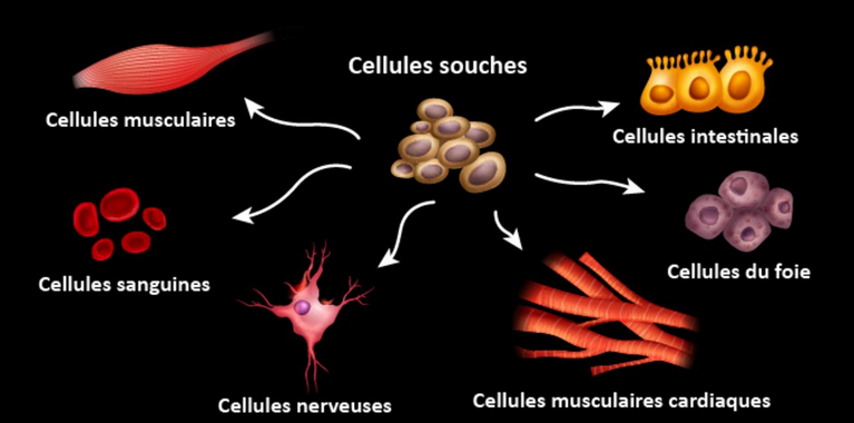 Cellules-souches.png