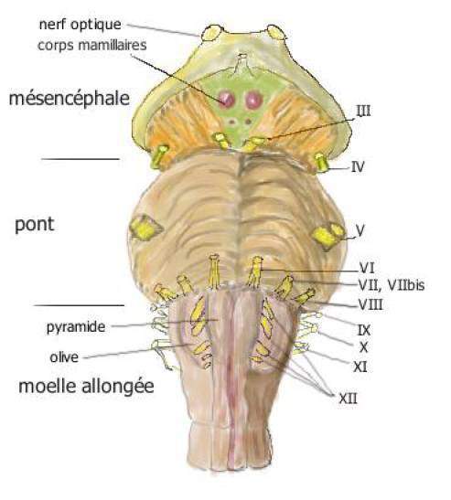 troncCerebral.jpg