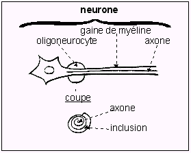 neurones.gif
